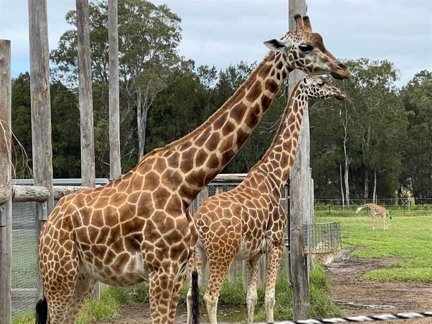 Mogo Wildlife Park, Mogo, NSW