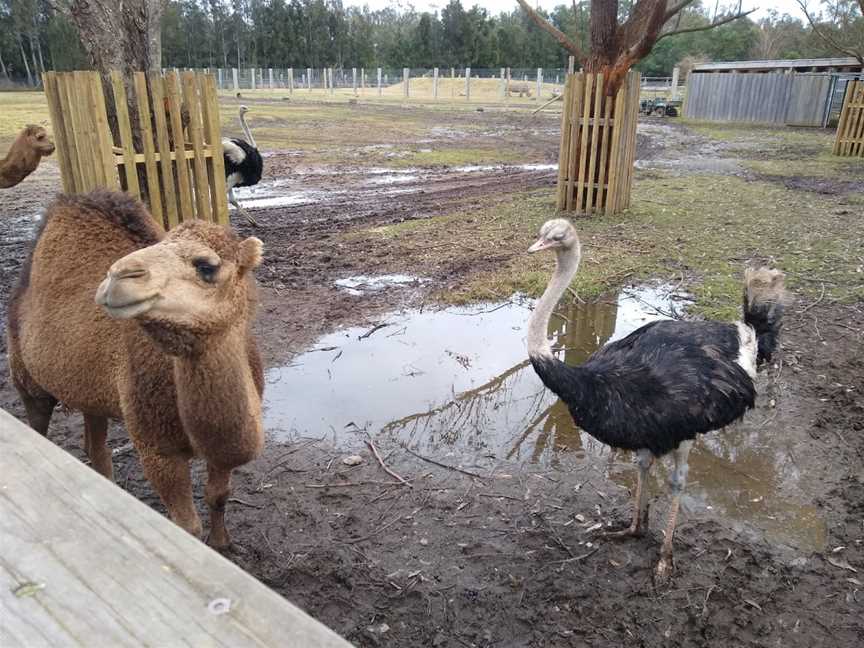 Mogo Wildlife Park, Mogo, NSW