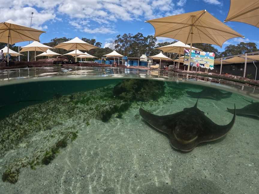 Irukandji Shark & Ray Encounters, Anna Bay, NSW