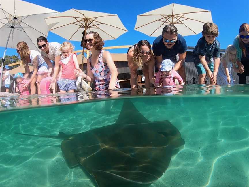 Irukandji Shark & Ray Encounters, Anna Bay, NSW
