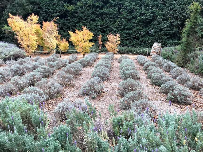 Ashcombe Maze & Lavender Gardens, Shoreham, VIC