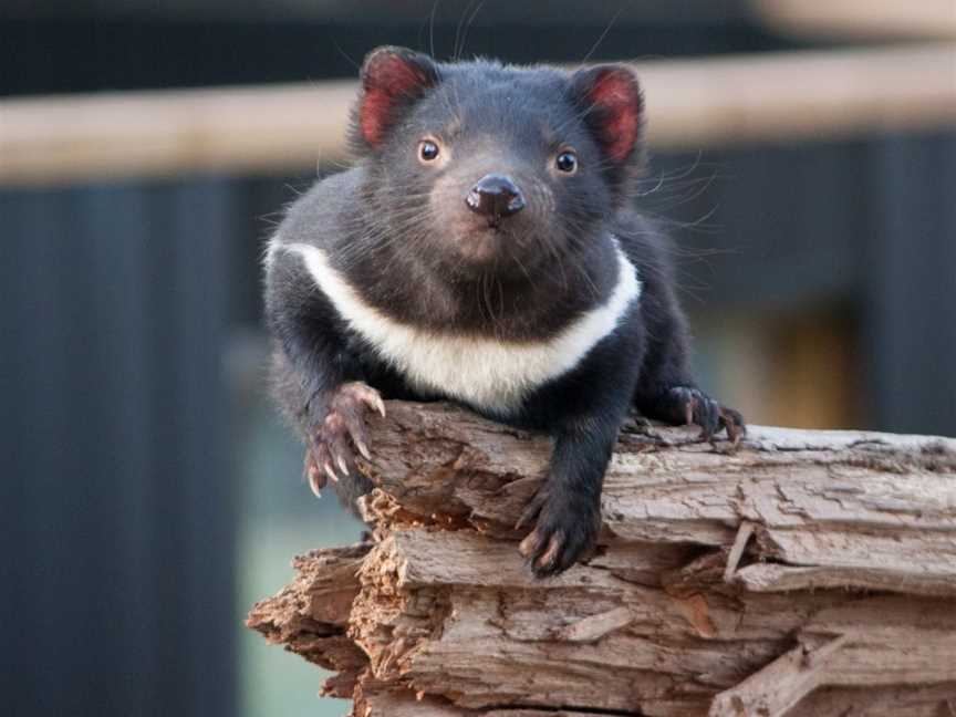 Trowunna Wildlife Sanctuary, Mole Creek, TAS