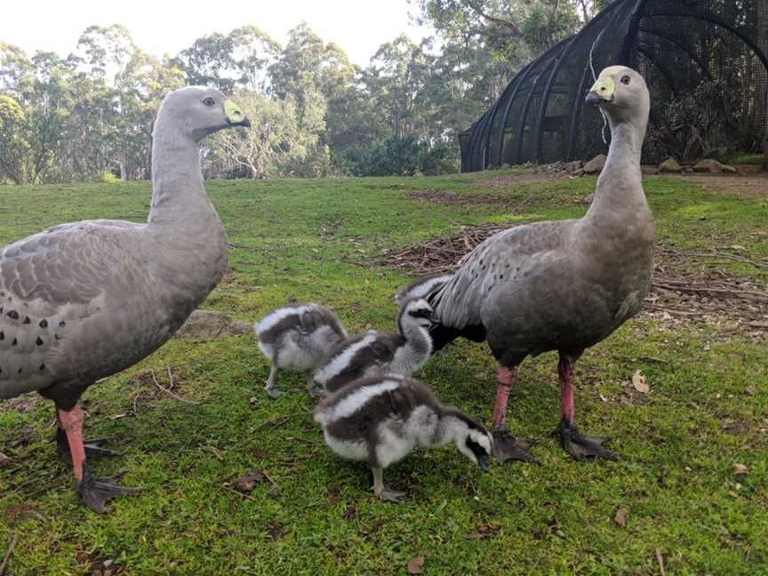 Trowunna Wildlife Sanctuary, Mole Creek, TAS