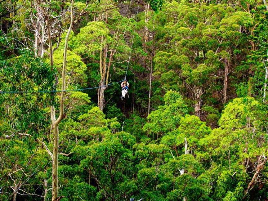 TreeTop Challenge Gold Coast - Australia's Largest Adventure Park, Tourist attractions in Tamborine Mountain