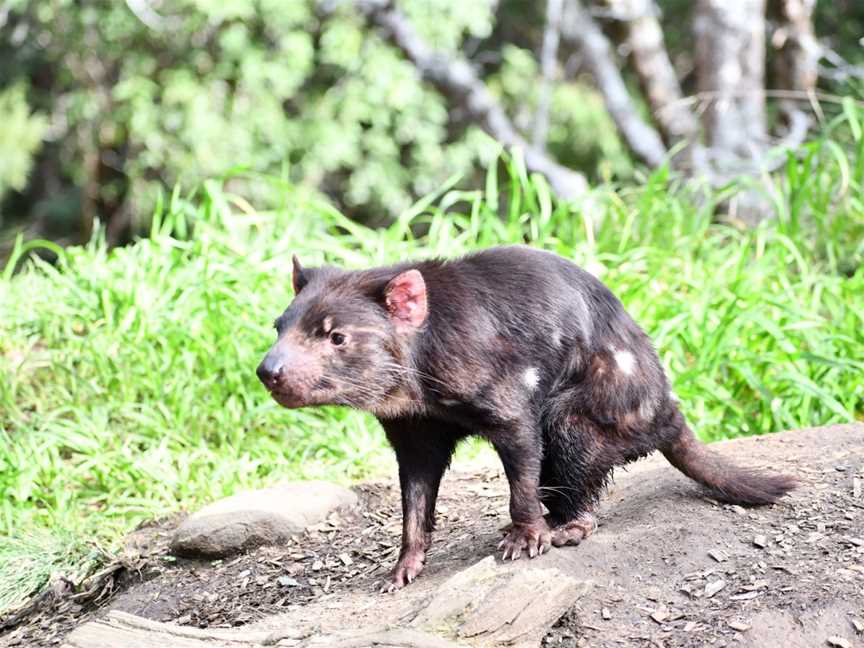 Tasmanian Devil Unzoo, Taranna, TAS