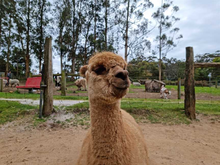 Denmark Animal Farm & Pentland Alpaca Stud, Denmark, WA