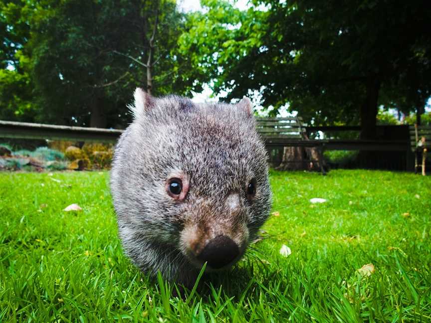 Birdland Animal Park, Batemans Bay, NSW