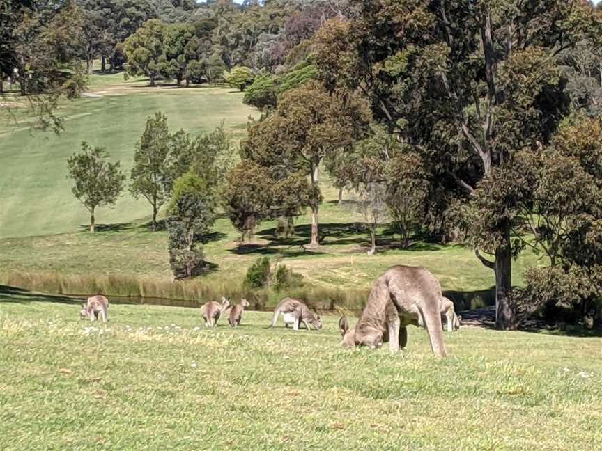 Yarrambat Park Golf Course, Yarrambat, VIC