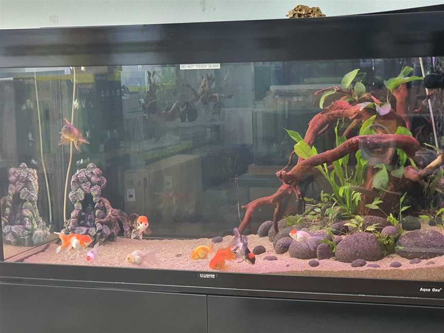 B & C Aquarium, Matraville, NSW