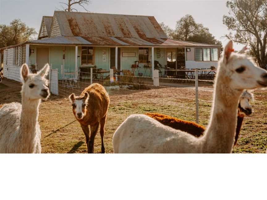 Quentin Park Alpacas & Studio Gallery, Tomingley, NSW