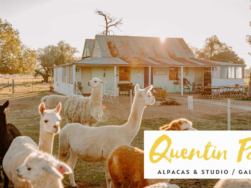 Quentin Park Alpacas & Studio Gallery, Tomingley, NSW