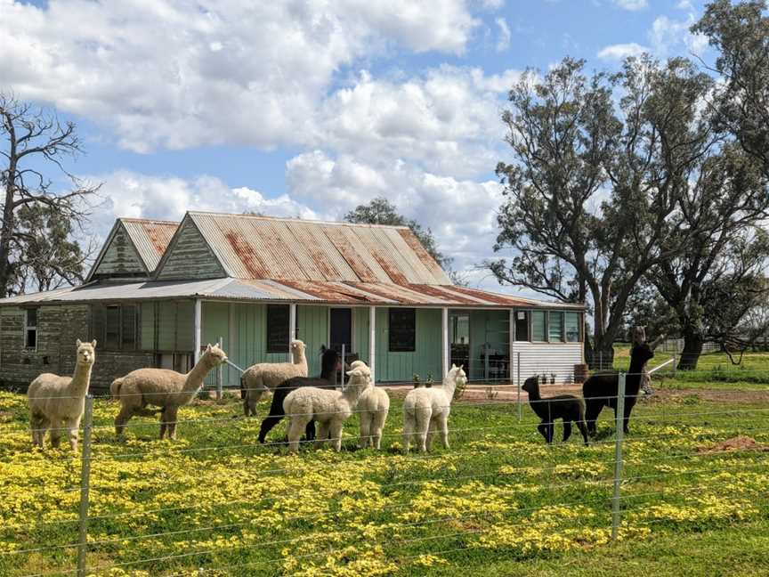 Quentin Park Alpacas & Studio Gallery, Tomingley, NSW