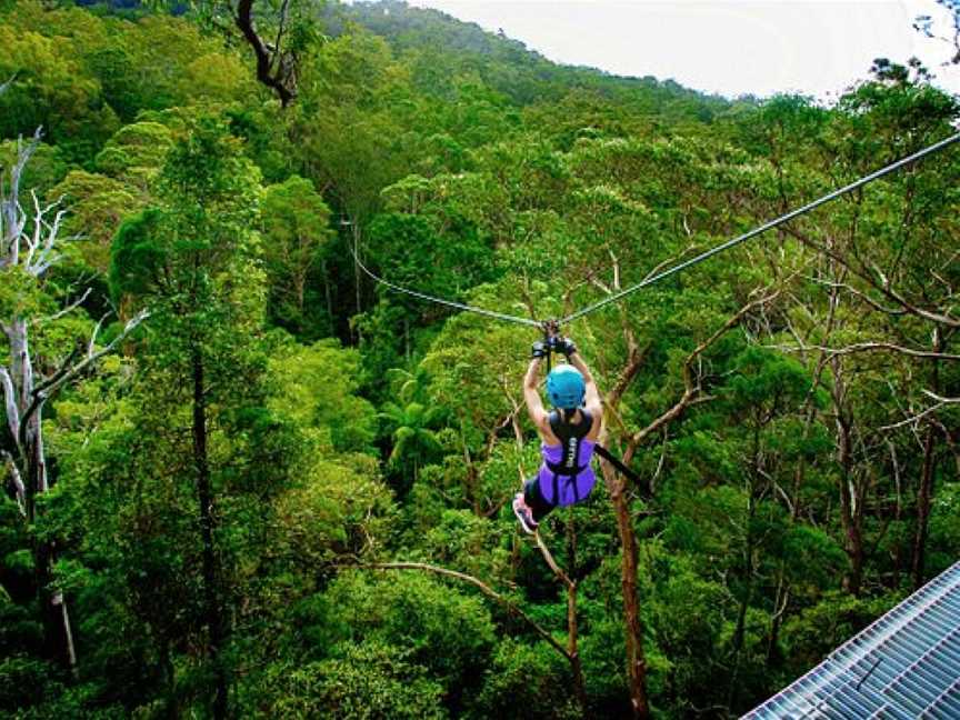 Canyon Flyer, Tamborine Mountain, QLD