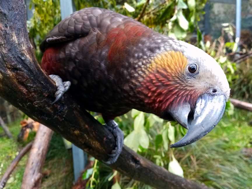 Willowbank Wildlife Reserve, Northwood, New Zealand