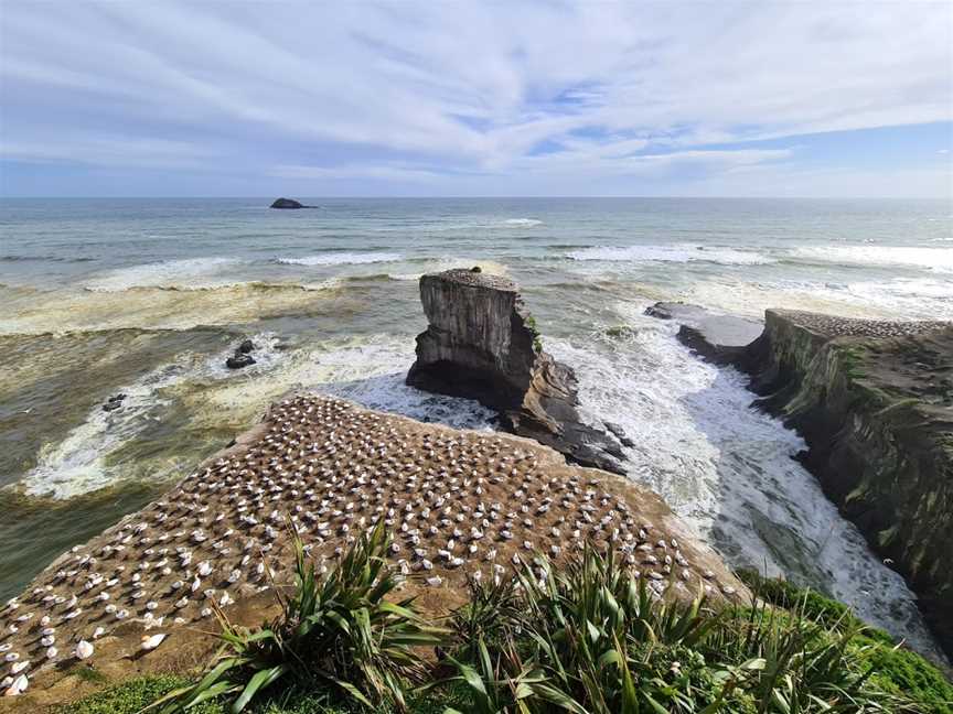 Muriwai Beach, Waitakere, New Zealand