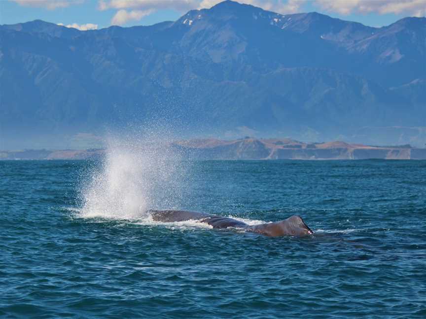 Whale Watch Kaikoura, Kaikoura, New Zealand
