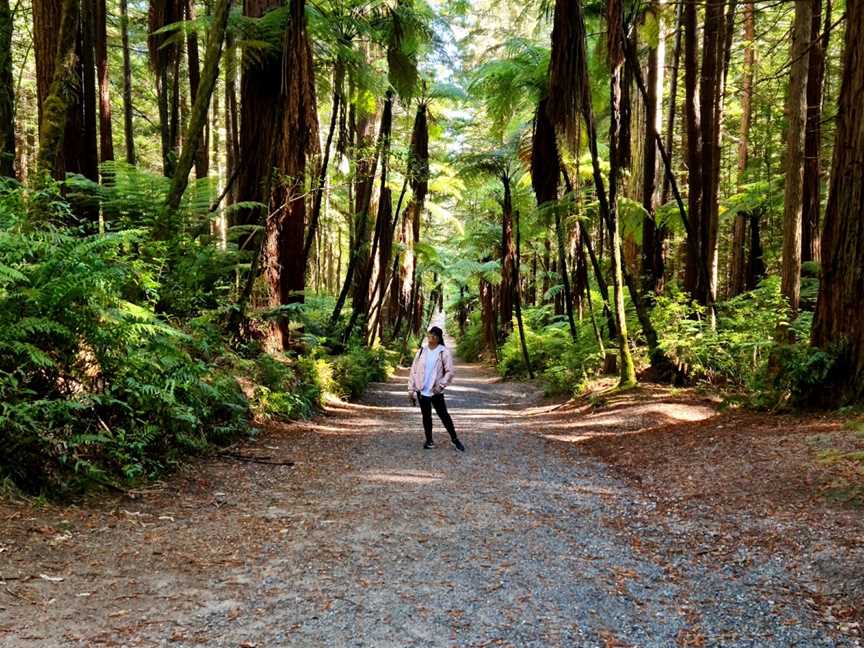 Redwoods – Whakarewarewa Forest, Whakarewarewa, New Zealand