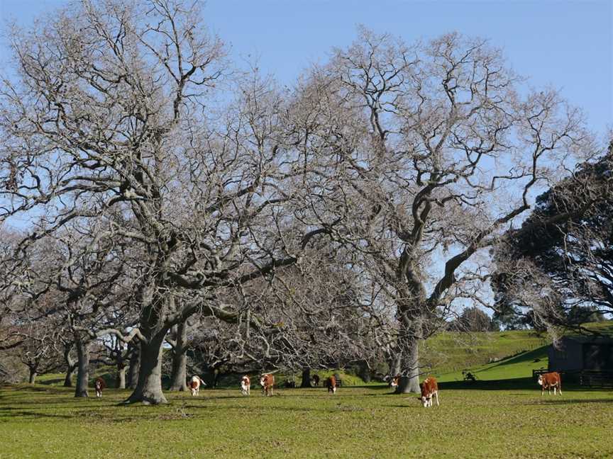 One Tree Hill, One Tree Hill, New Zealand