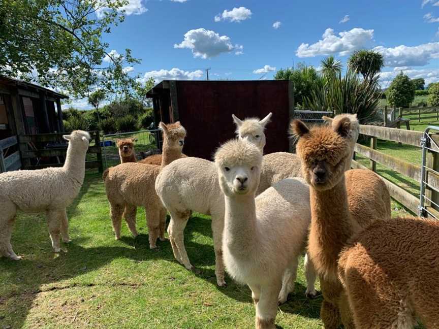 Cornerstone Alpacas Ltd., Gordonton, New Zealand