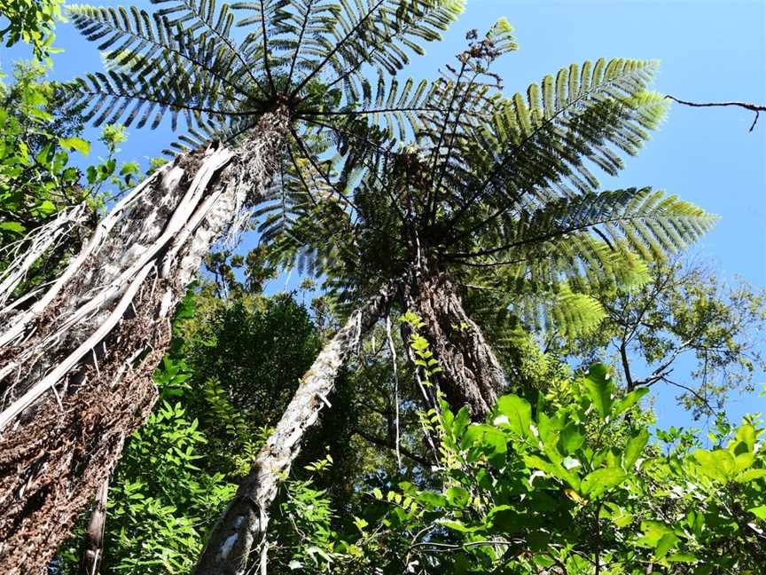 Kauri Walk, Puketi Forest, Okaihau, New Zealand