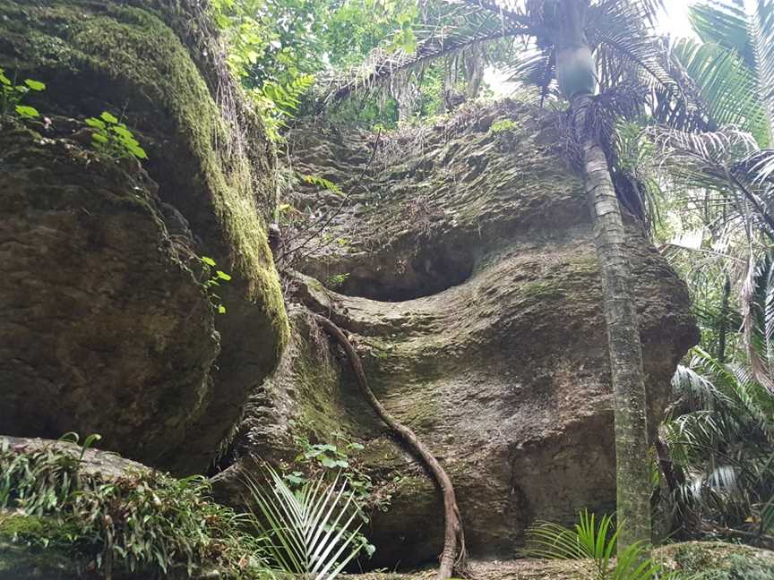 The Grove Scenic Reserve, Clifton, New Zealand