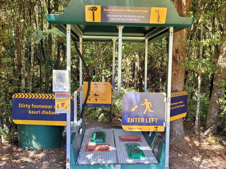 Trounson Kauri Park, Dargaville, New Zealand