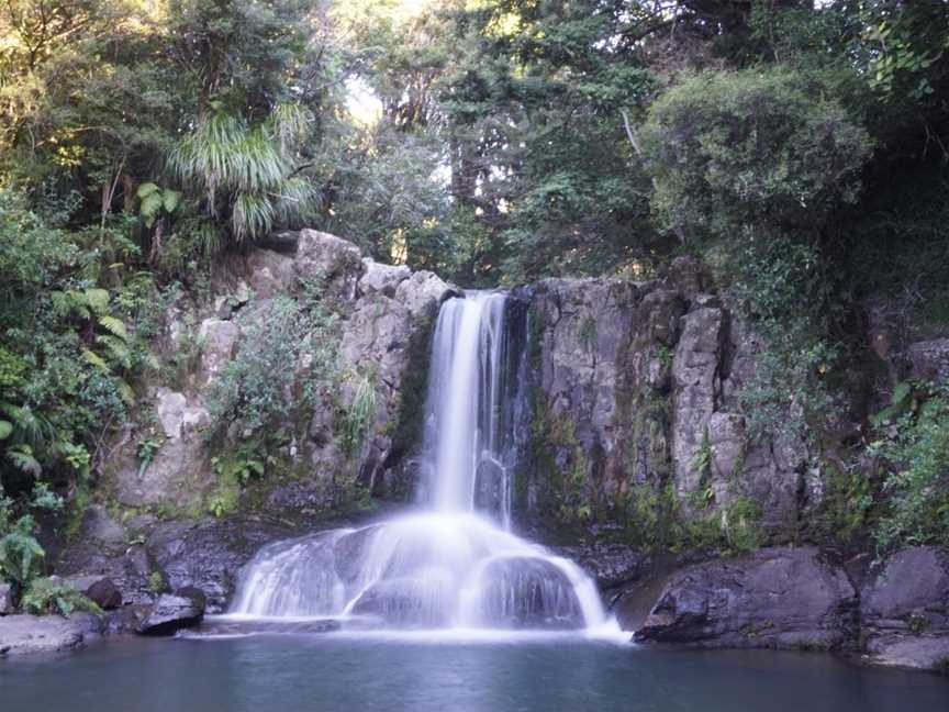 Waiau Kauri Grove, Coromandel, New Zealand