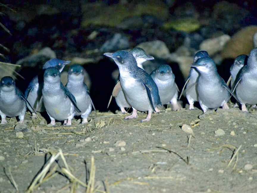 Blue Penguins Pukekura, Harington Point, New Zealand