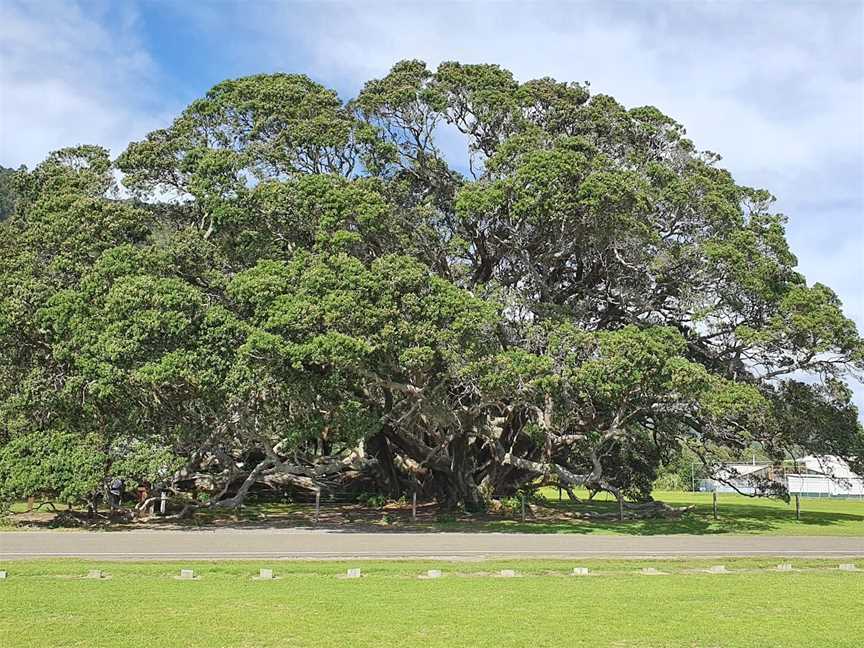 Te Waha O Rerekohu - Oldest Pohutukawa Tree, Te Araroa, New Zealand