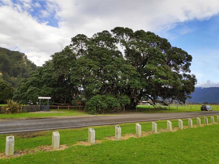 Te Waha O Rerekohu - Oldest Pohutukawa Tree, Te Araroa, New Zealand
