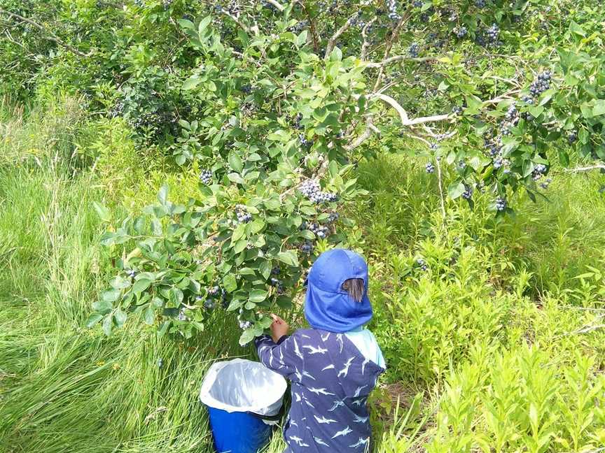 Blueberry Country Ohaupo, Ohaupo, New Zealand