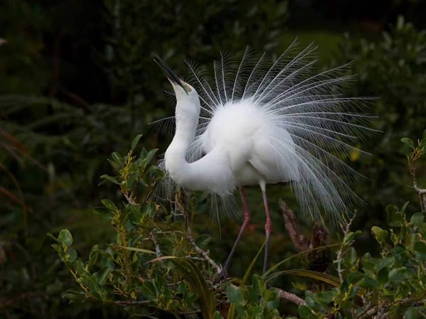 White Heron Sanctuary Tours, Whataroa, New Zealand