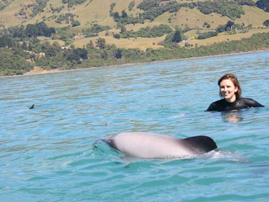 Swimming with Dolphins, Akaroa, New Zealand