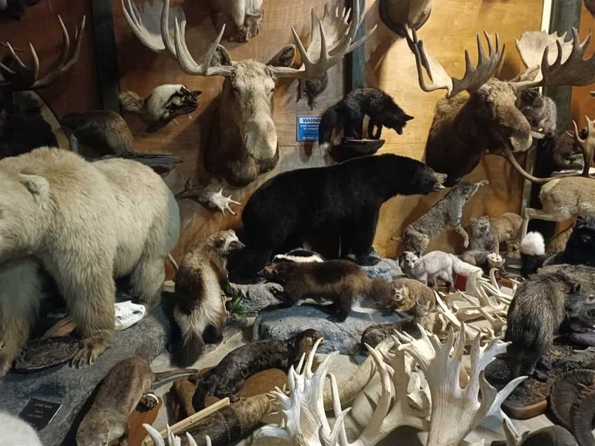 Manutahi Museum - Taxidermy Museum, Lepperton, New Zealand