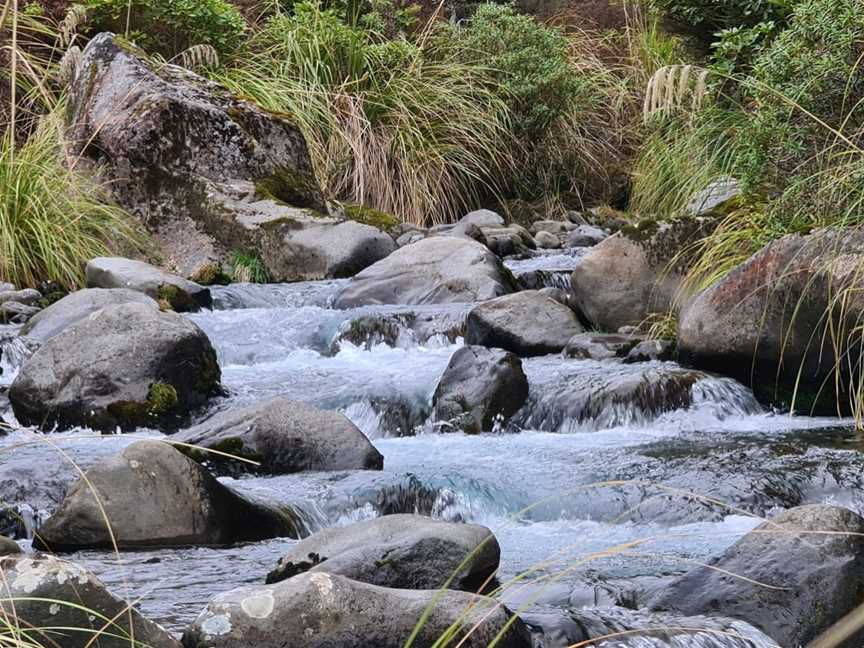 Whakapapa Nature Walk, Whanganui National Park, New Zealand