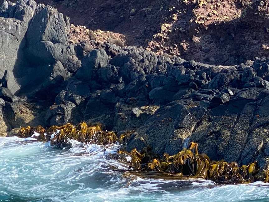 Taiaroa Head, Harington Point, New Zealand