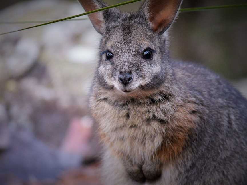 Walkabout Wildlife Sanctuary, Calga, NSW