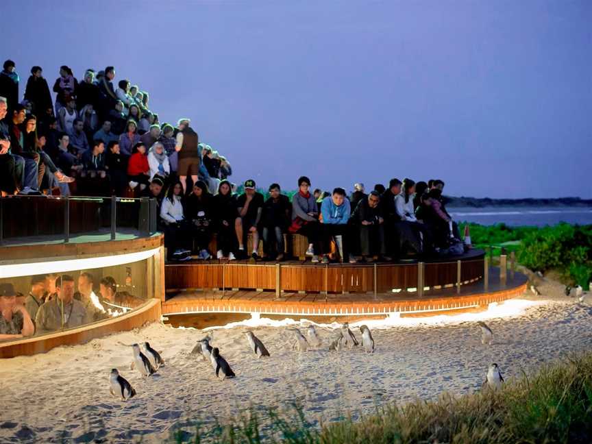 Phillip Island Penguin Parade, Summerlands, VIC