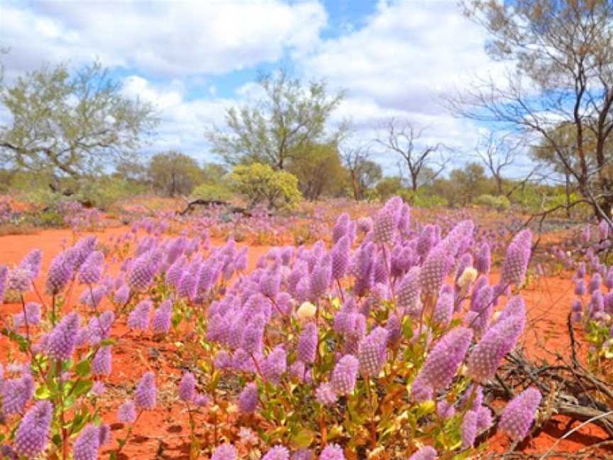 Living in the Rangelands Trail, Hawker, SA