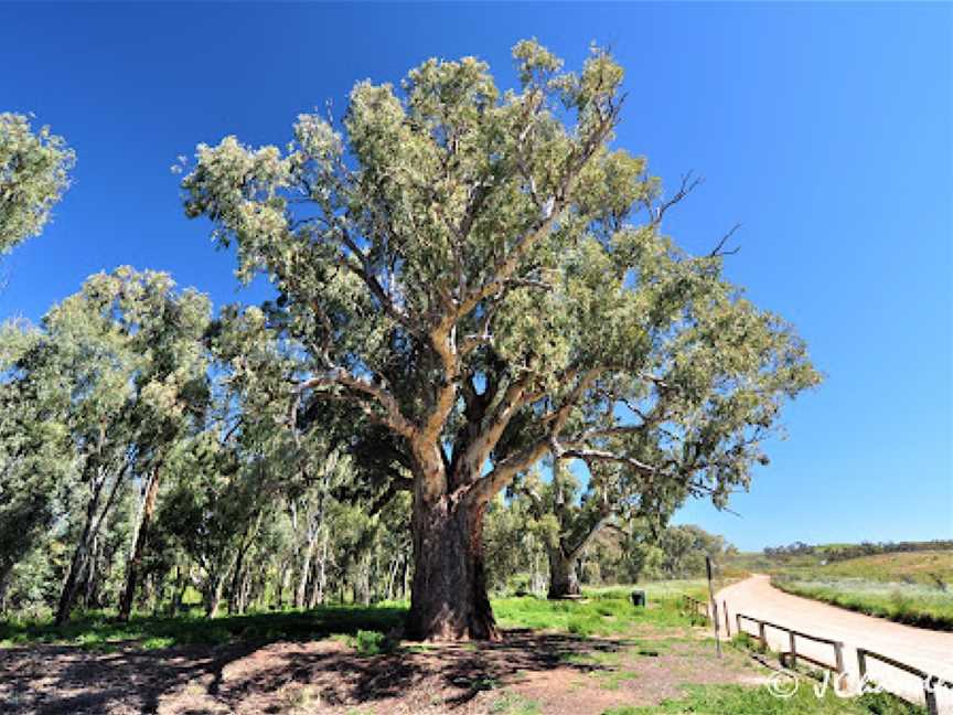 Giant Gum Tree, Orroroo, SA