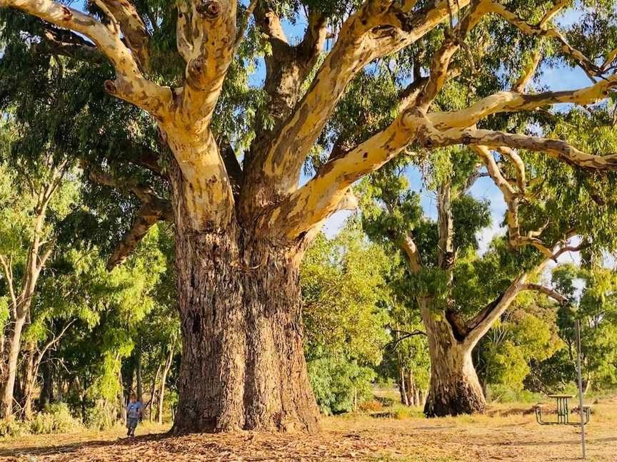 Giant Gum Tree, Orroroo, SA