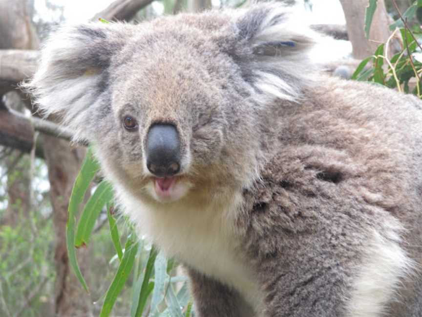 Koala Conservation Reserve, Rhyll, VIC