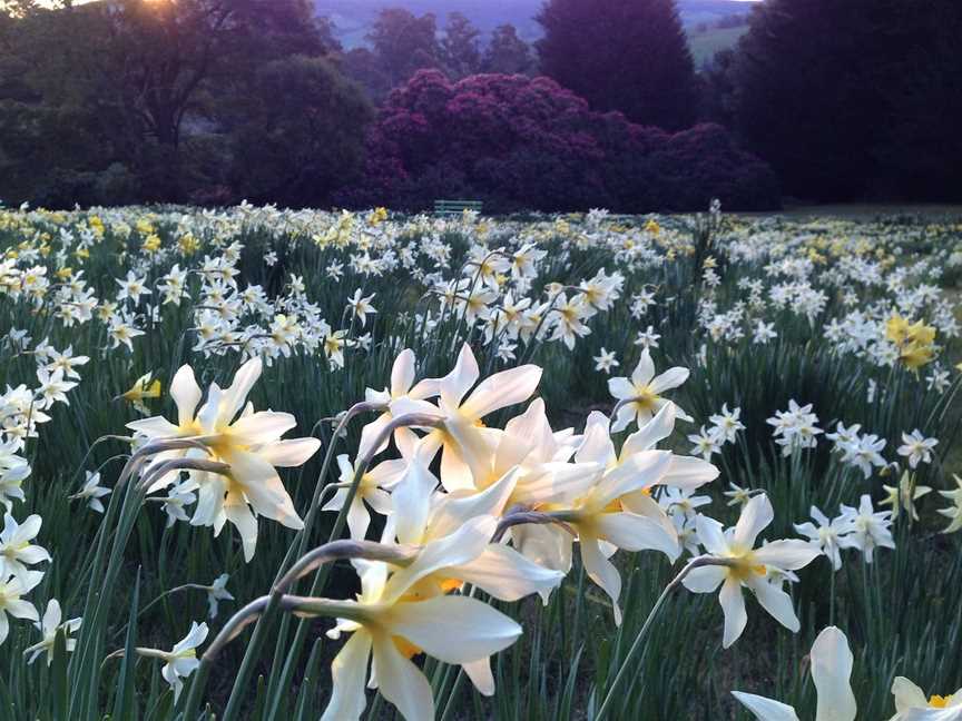 Lalla Flower Farm, Lalla, TAS