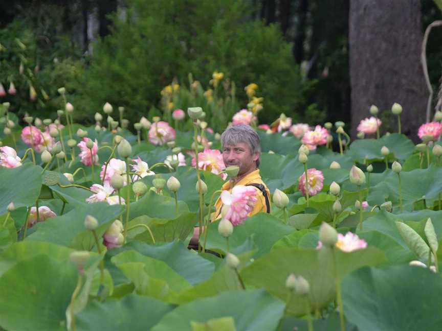 Blue Lotus Water Garden, Yarra Junction, VIC