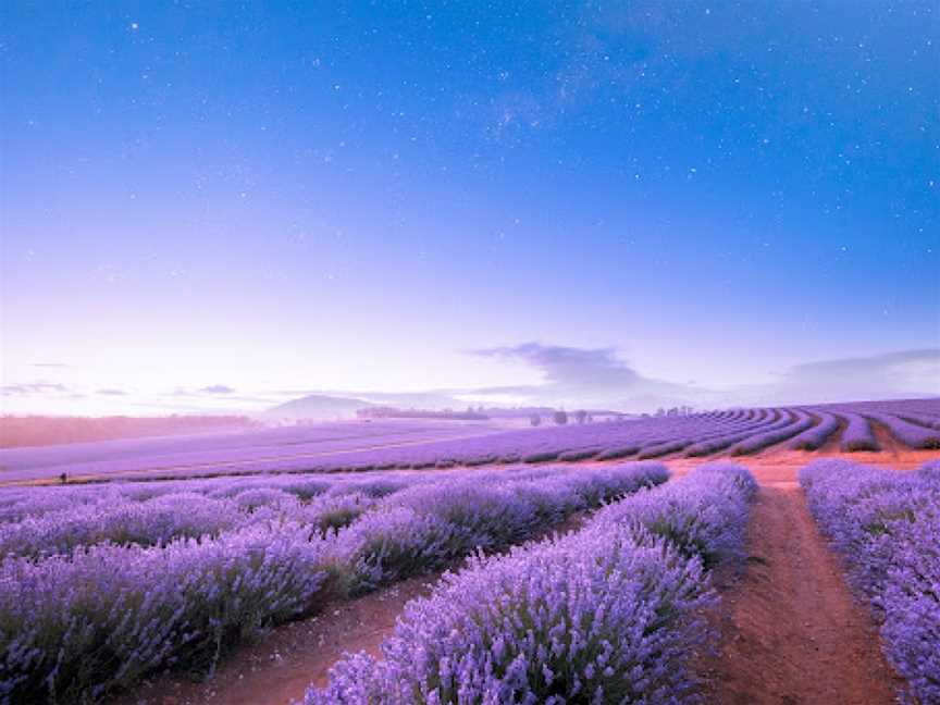 Bridestowe Lavender Estate, Nabowla, TAS