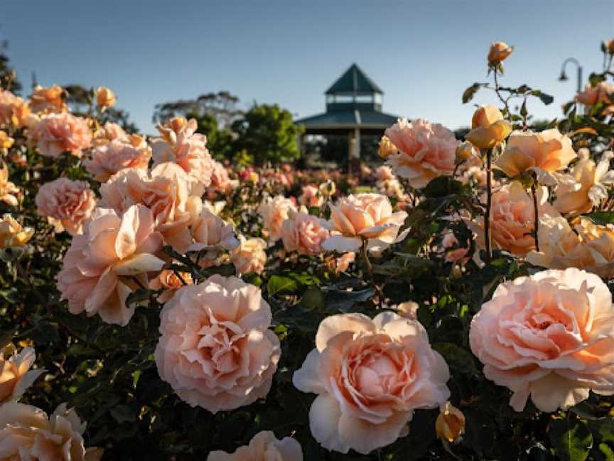 Mornington Botanical Rose Gardens, Mornington, VIC