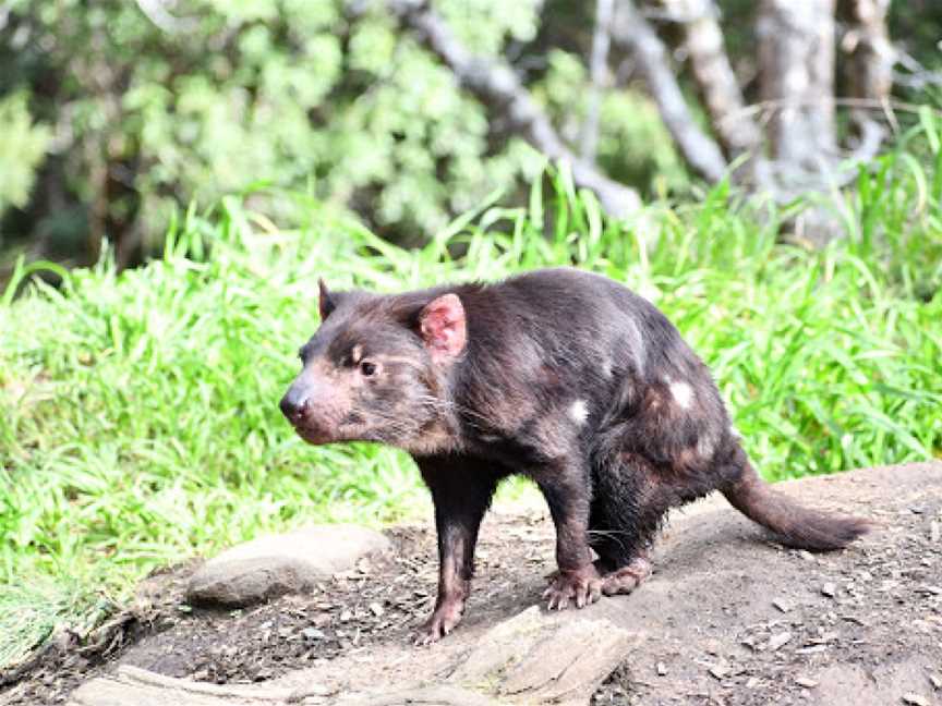 Tasmanian Devil Unzoo, Taranna, TAS