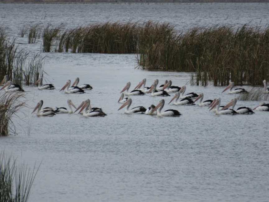 Winton Wetlands, Chesney Vale, VIC