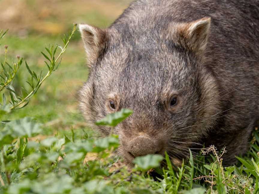 Kyabram Fauna Park, Kyabram, VIC