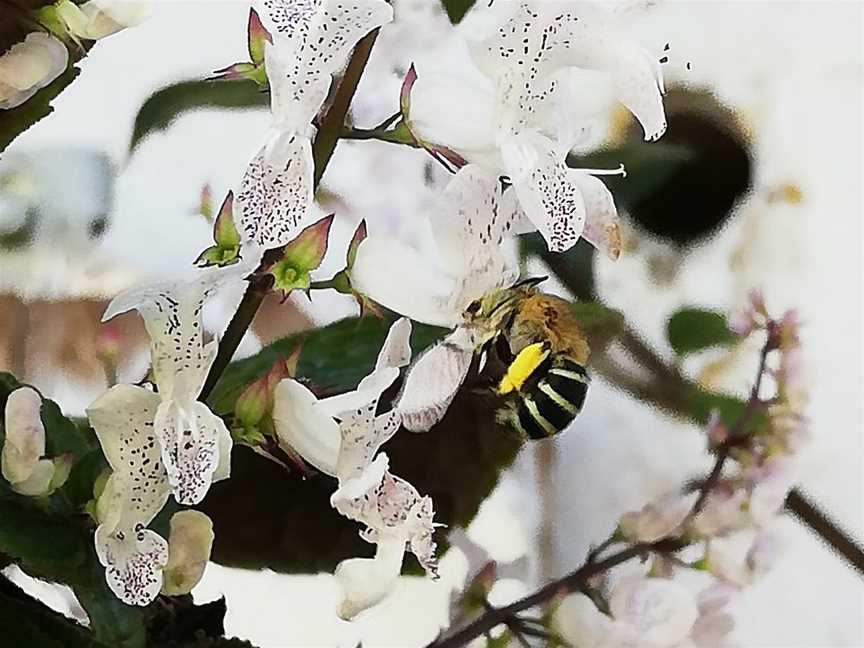 Little Bee's Secret Garden, Canungra, QLD